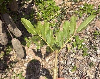 Kigelia Africana: La Maravilla Infravalorada De La Naturaleza. Sus