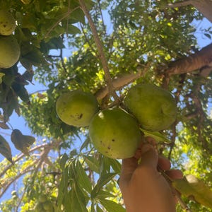 4 or 8lbs of Organic White Sapote Fruit - &quot;Suebelle&quot; Variety