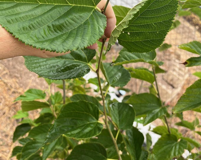 PAKISTAN MULBERRY morus Macroura Cutting For Grafting Or Rooting 6 pakistan-mulberry-morus-macroura-cutting-for-grafting-or-rooting-6