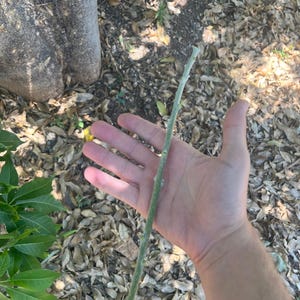 Two (2) Suebelle White Sapote Scions/Budwood for grafting or growing from cuttings
