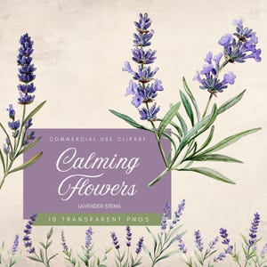 Può includere: Illustrazione ad acquerello di steli di lavanda con fiori viola e foglie verdi. L'immagine include il testo "Calming Flowers" e "Lavender Stems". Lo sfondo è di colore beige chiaro.