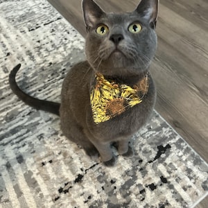 Könnte beinhalten: Eine graue Katze mit grünen Augen trägt ein gelbes Bandana mit einem Sonnenblumenmuster. Die Katze sitzt auf einem grau-weißen gemusterten Teppich.