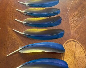 Lot #1 of 12 Blue and Gold Macaw Wing Feathers, Craft Feathers, Teal Blue, Gold, Brilliant, Mardi Gras, Hat, Mask, Millinery