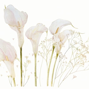 May include: Watercolor illustration of calla lilies and baby's breath. The white calla lilies have a soft, delicate appearance with subtle pink and yellow hues. The baby's breath adds a touch of airy texture. The artwork is set against a clean white background.