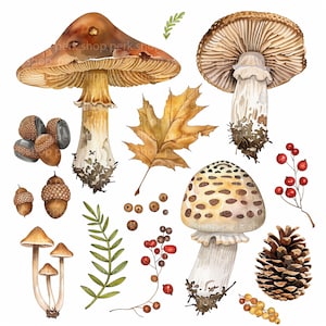 Watercolor Mushroom Clipart Set: Autumn Forest Botanicals (Digital Download JPGs, Commercial License)