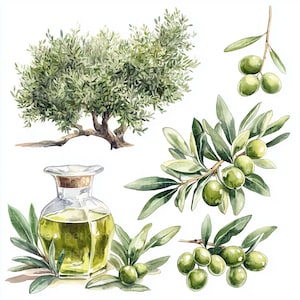Clipart di ulivo, clipart di fattoria di olio d'oliva acquerello, olio di prodotti mediterranei, scrapbooking stampabile, biglietti artigianali, diario spazzatura, etichette