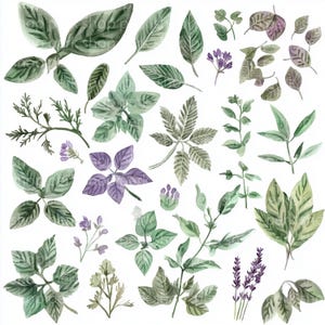12 clipart de ervas de cozinha, ervas culinárias, arte de cozinha, lavanda, manjericão, JPG de alta qualidade, download digital, artesanato em papel, diário de lixo