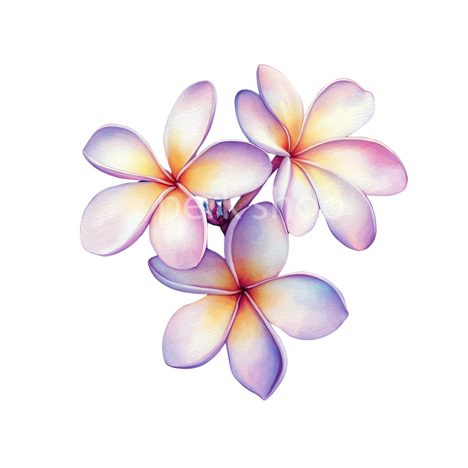 Watercolor Plumeria Clipart: Tropical Flower PNG Graphics (digital ...