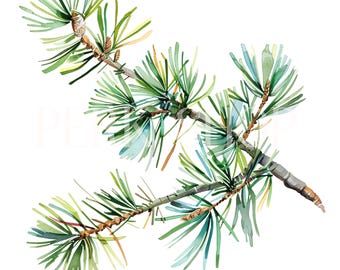 May include: A watercolor painting of a pine branch with green needles and brown cones. The branch is isolated on a white background.