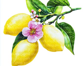 Lemon Tree Watercolor Clipart: Mediterranean Kitchen Art (Digital Download)