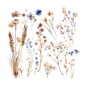 13 flores silvestres secas PNG Clipart, flores de pradera, acuarela transparente, descarga digital, manualidades de papel, diario basura, impresiones con bordes suaves