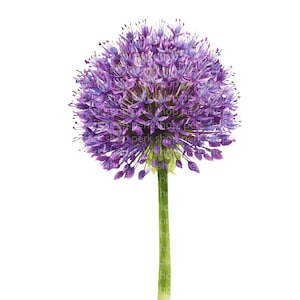 Peut inclure: Gros plan sur une fleur d'ail pourpre avec une floraison sphérique. La fleur, avec sa tige verte, se détache sur un fond blanc. La floraison est composée de nombreuses petites fleurs en forme d'étoile.