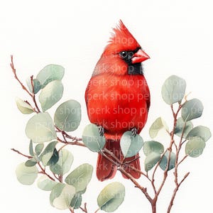 9 Clipart di uccelli cardinali, illustrazione ad acquerello di uccelli su eucalipto, JPG botanici per inviti e lavoretti, uso commerciale, immagini digitali