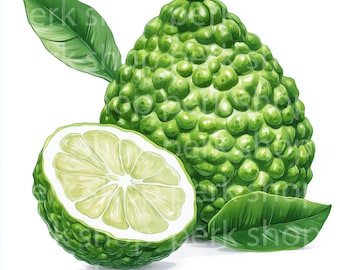 Bergamot di Calabria Watercolor Clipart: Italian Citrus Art (Digital Download)