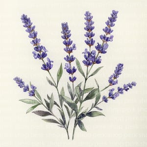 Watercolor Lavender Clipart Bundle: Floral Illustrations (Commercial Use, Digital Download