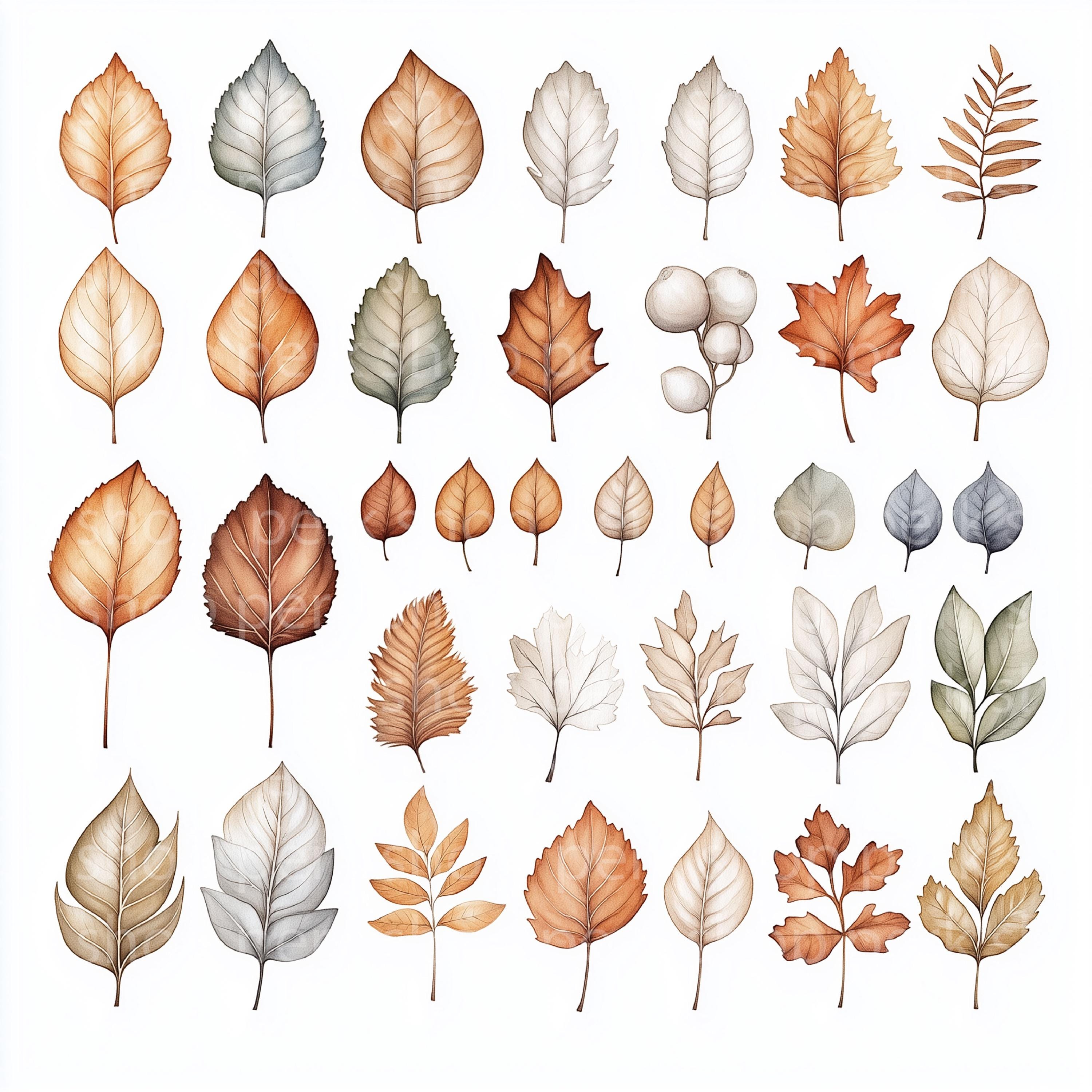 Watercolor Autumn Leaves Clipart Set: Botanical Illustration (JPG ...