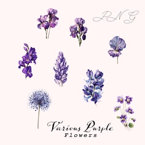 May include: Watercolor illustration of various purple flowers, including irises, lupines, and violets. The flowers are in shades of purple and blue, with green stems and leaves. The text "Various Purple Flowers" is at the bottom.