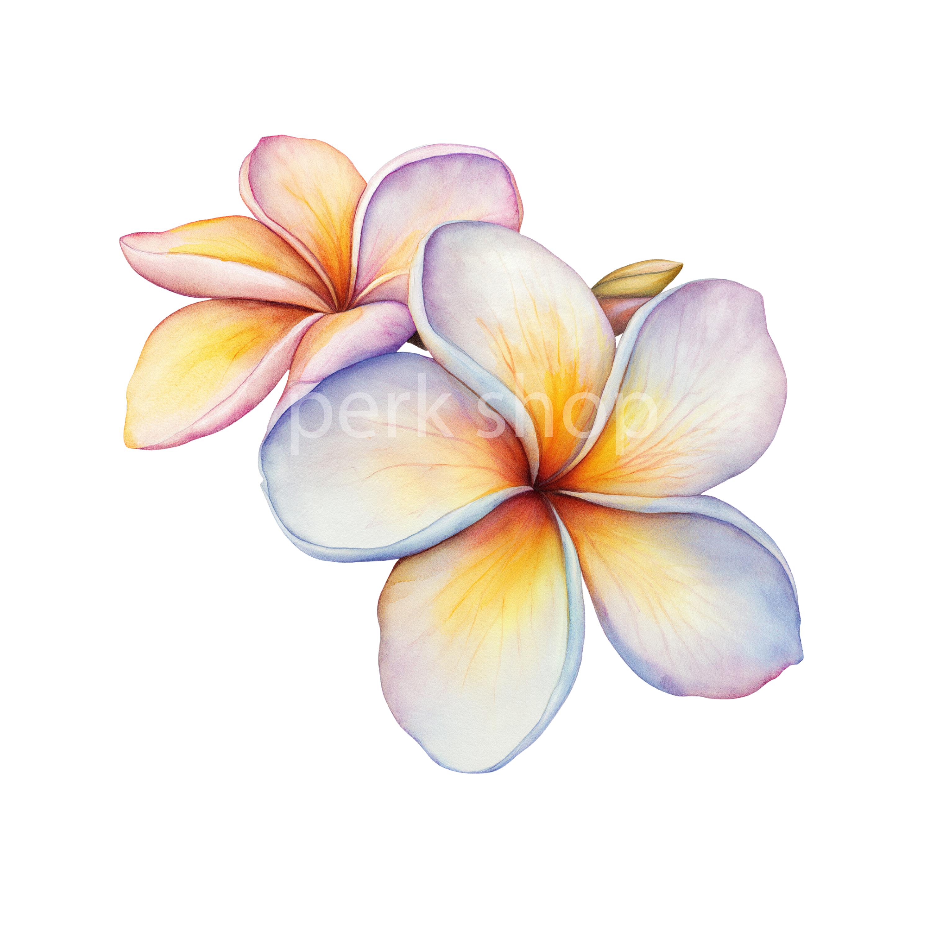 Watercolor Plumeria Clipart: Tropical Flower PNG Graphics (digital ...