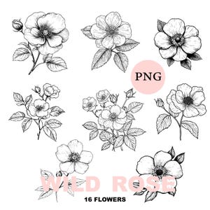 16 clipart de rosas selvagens, flores de rosa mosqueta PNG, ilustrações florais desenhadas à mão, contornos de rosa canina, impressões botânicas de arte linear, download digital
