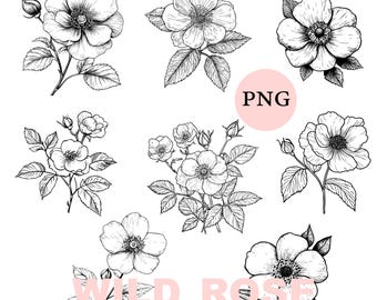 Clipart di rose selvatiche: PNG floreale disegnato a mano, arte botanica (download digitale)