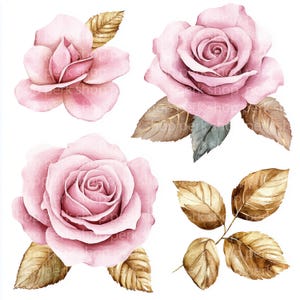 11 Rosa Mosqueta clipart, Rosa selvagem clipart, Aquarela de flor de ouro rosa, Clipart botânico para impressão - convite de casamento, álbum de recortes, digital