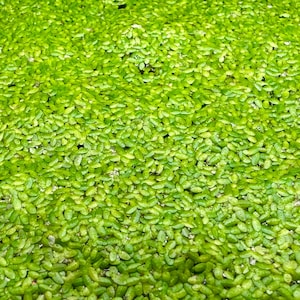 Plantas flotantes vivas de lenteja de agua / Plantas vivas para acuarios y estanques
