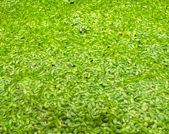 Plantes flottantes de lentilles d'eau vivantes | Plante vivante pour aquarium et bassin