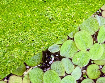 Live Duckweed & Water Spangles | Aquarium Floating Plants