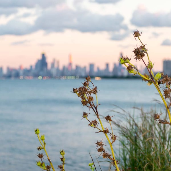Photography of the Chicago Skyline - Prarie Sky, Flowers, sunset, wall art print, color, architectural, lake michigan  Chicago photograph