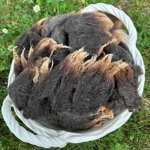 Romney Wether yearling Fleece locks, WASHED, Natural Color, 3" staple "Fred" 1 oz , 2026 Shearing Free Shipping