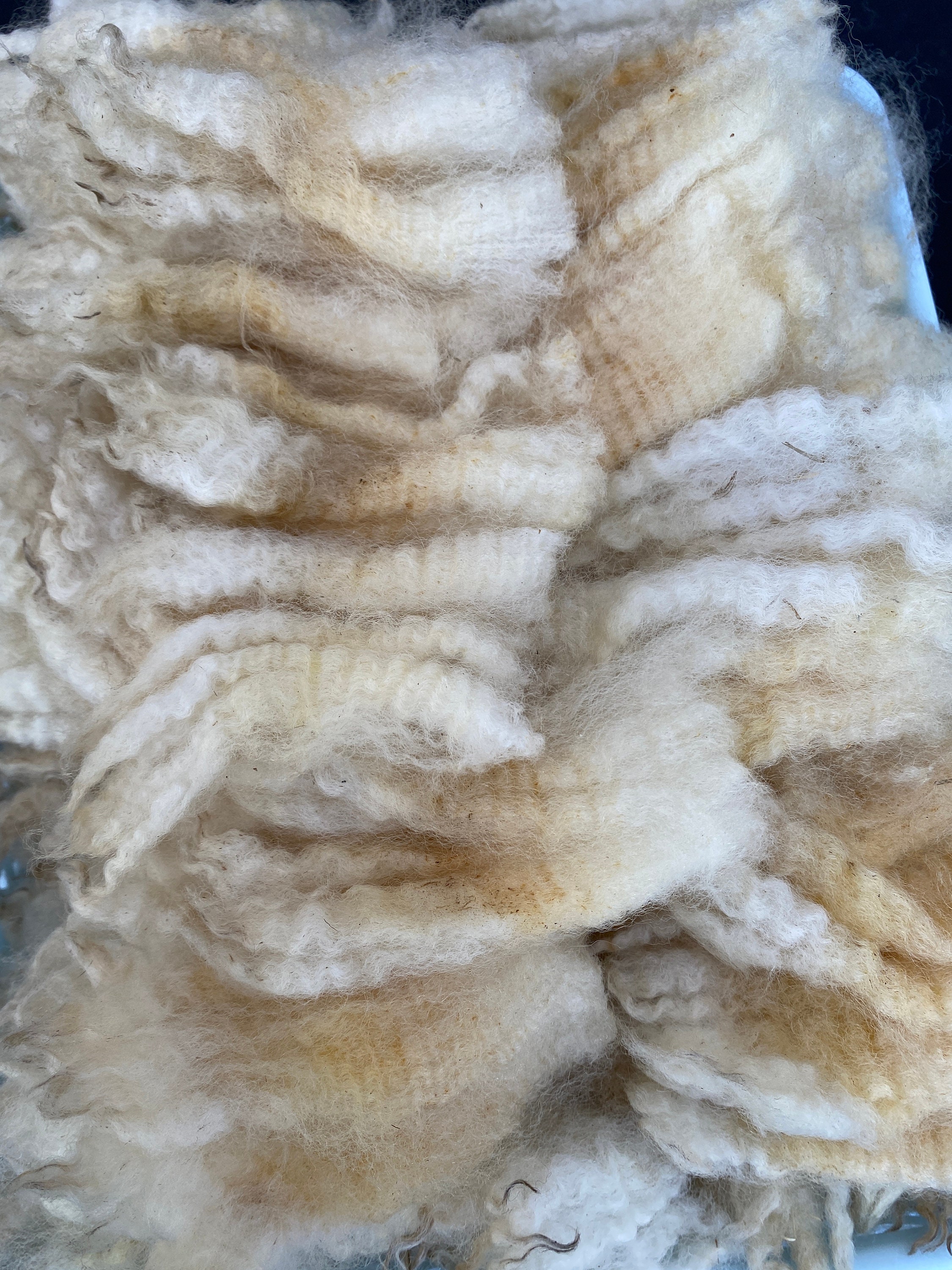 Raw Wool Fleece 