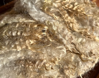 Romney Ewe Fleece locks, WASHED, Natural Color, 5" staple "Lucy" 1.5 oz , Free Shipping