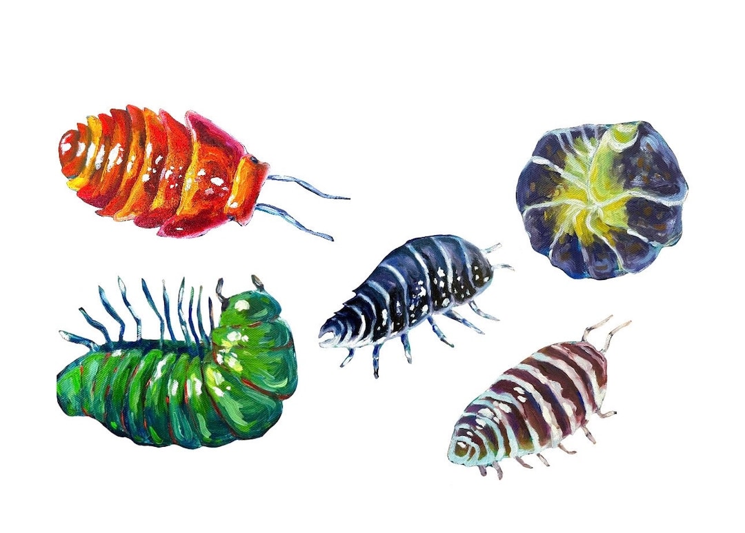 Isopod Sticker Pack Insects Bugs Roly Poly Millepede Vinyl Cute Silly ...