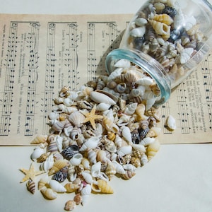 Peut inclure: Un bocal en verre rempli de coquillages se renverse sur une feuille de musique. Les coquillages sont de formes, de tailles et de couleurs variées, notamment blanc, brun et beige. La feuille de musique est ancienne et a un aspect vintage.