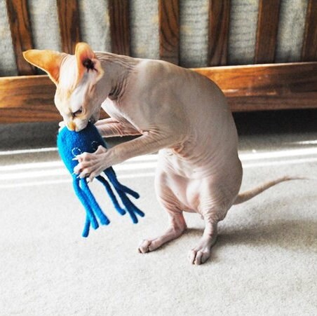 Octopussy - Hand Knit Felted Wool Cat Toy with Organic Catnip