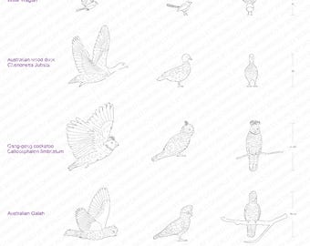 5 Native Australian Birds
