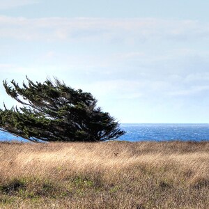 California Coastline and Tree on a Windy Day - Fine Art Print