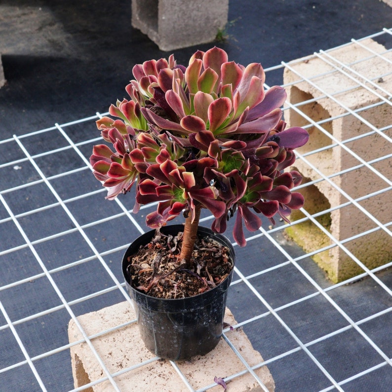 Aeonium Super Bang, Succulents Cacti, Succulent Gift Etsy