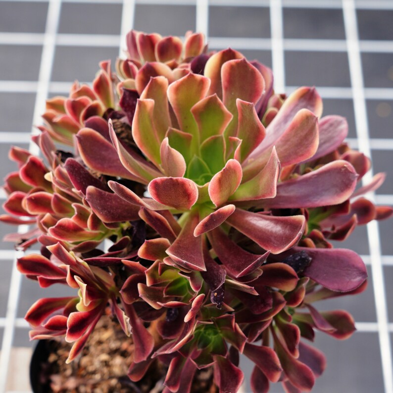 Aeonium Super Bang, Succulents Cacti, Succulent Gift Etsy