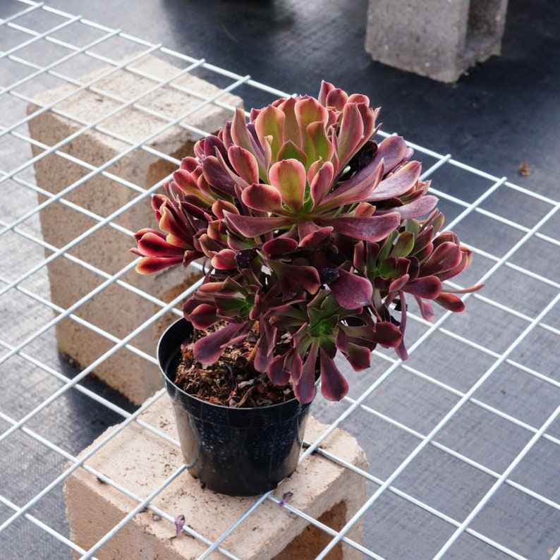 Aeonium Super Bang, Succulents Cacti, Succulent Gift Etsy