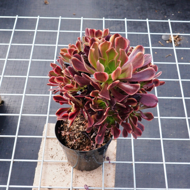 Aeonium Super Bang, Succulents Cacti, Succulent Gift Etsy