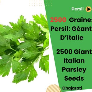 Könnte beinhalten: Ein Bund frischer grüner Petersilienblätter. Der Text auf dem Bild lautet: "2500 Grains Persil: Géant D'Italie 2500 Giant Italian Parsley Seeds Chajarati"