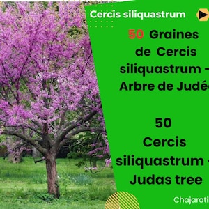 May include: A pink flowering tree with the text "Cercis siliquastrum - Judas tree" and "50 Cercis siliquastrum - Judas tree" on a green background.