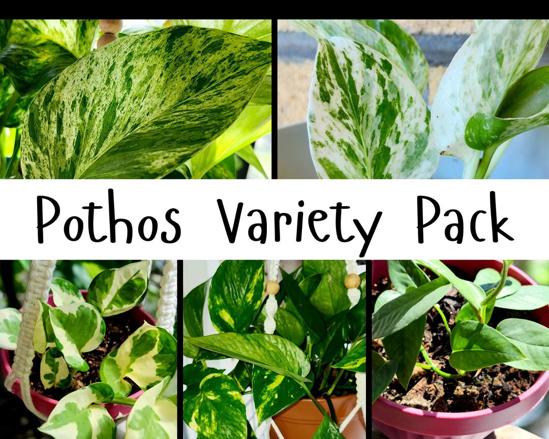 Pothos Variety Pack Etsy