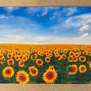 Novo cartão postal 4x6 Manhã de verão no campo de girassóis 4x6 Cartão de felicitações