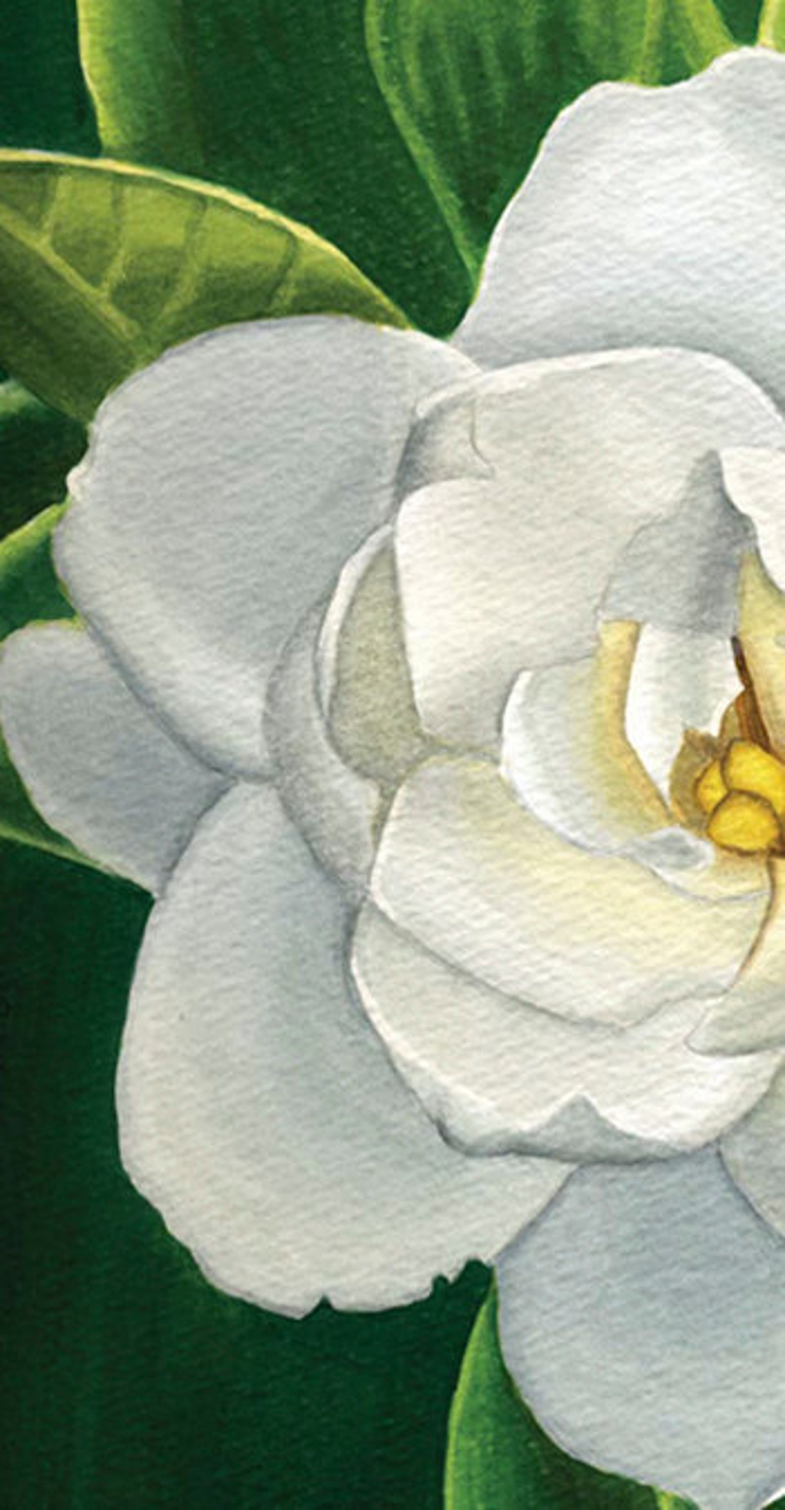 Gardenia, 11 X 14 Ready to Frame Watercolor Painting, Flower Art Print