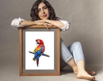 ベニコンゴウインコ ― オリジナル色鉛筆画、熱帯の鳥のイラスト、30