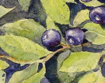 Berries, Huckleberries, blue berries, green leaves, Montana berries, Oregon berries, Washington Huckleberries, purple, blue,       ,