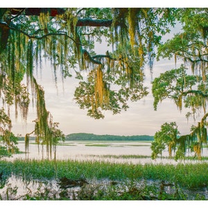 Spanish Moss and Marsh View, Low Country, South Carolina