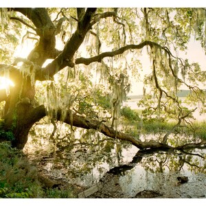Live Oak and Spanish Moss Reflection at Sunset, Low Country, South Carolina